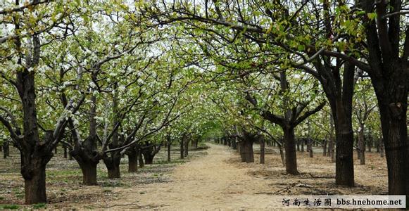 宁陵天气预报10天查询