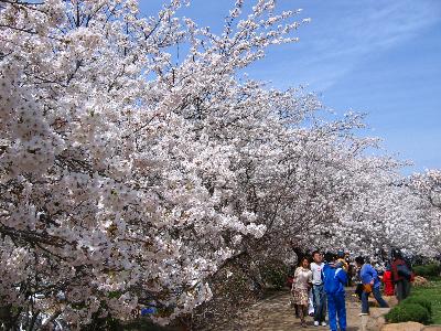 大连旅顺龙王塘樱花园天气