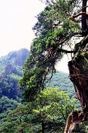 延边和龙仙境台天气