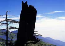 黄山仙人飘海天气