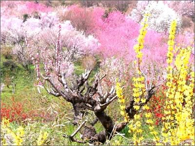 日照桃花岛风情园天气